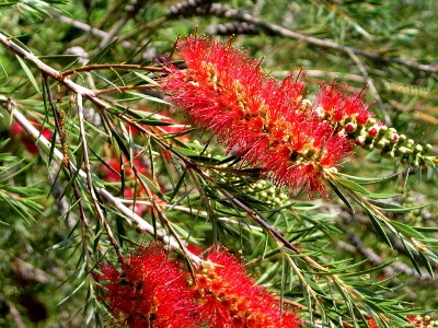 [These red spiny blooms look like bottle brushes rather than flowers. Each branch has its own set of red. The leaves at the tip of the red spines are similar to evergreen tree leaves.]